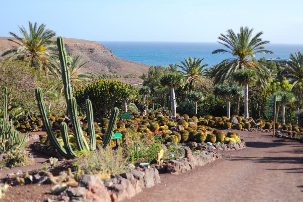 Sehenswürdigkeit auf Fuerteventura: Naturpark Oasis Park