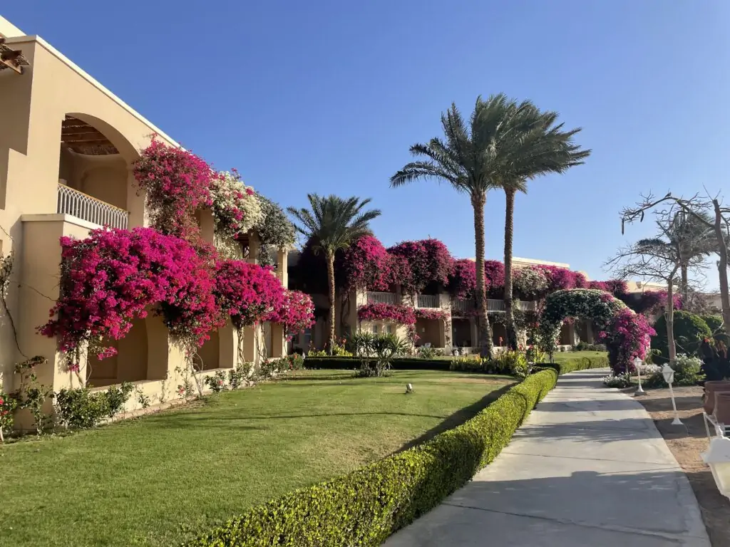 Volle Blütenpracht im TUI MAGIC LIFE Kalawy