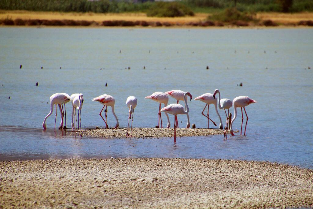 Flamingos am Alykes Salzsee auf Kos beobachten – einer der besonderen Kos Insider Tipps für einzigartige Naturerlebnisse abseits der Touristenpfade.