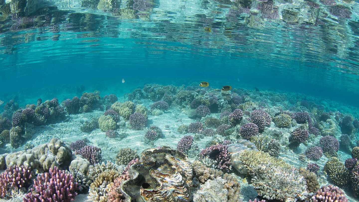 Unterwasserwelt am Riff in der Nähe des TUI MAGIC LIFE Kalawy.